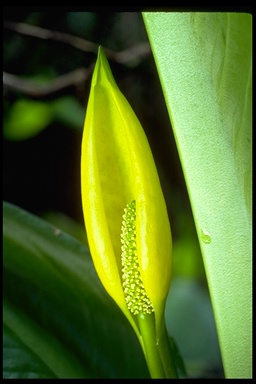 Lysichiton americanus