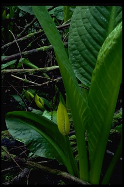 Lysichiton americanus