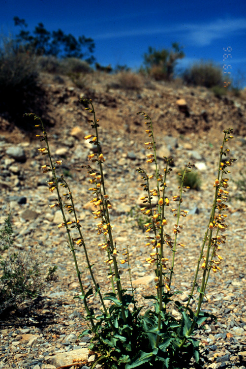 Penstemon bicolor Penstemon bicolor