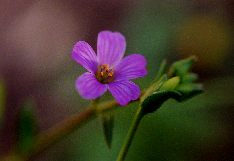 Calandrinia breweri