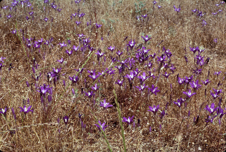Brodiaea coronaria