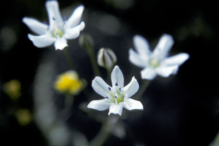 Triteleia lilacina