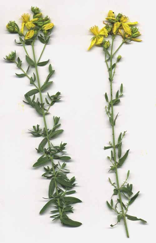 Hypericum perforatum