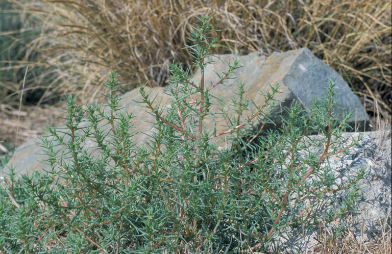 Salsola soda Salsola soda