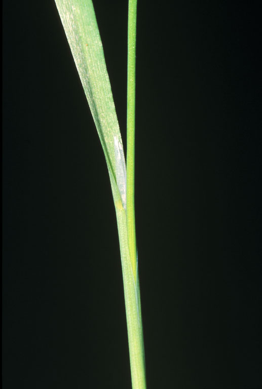 Agrostis avenacea