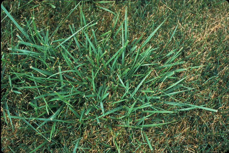 Festuca arundinacea