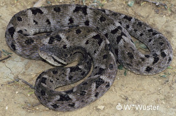 Bothrops atrox