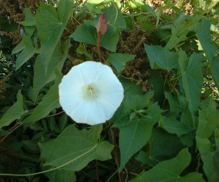 Calystegia sepium Calystegia sepium
