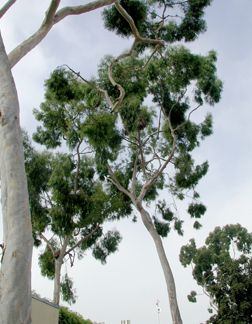 Eucalyptus citriodora