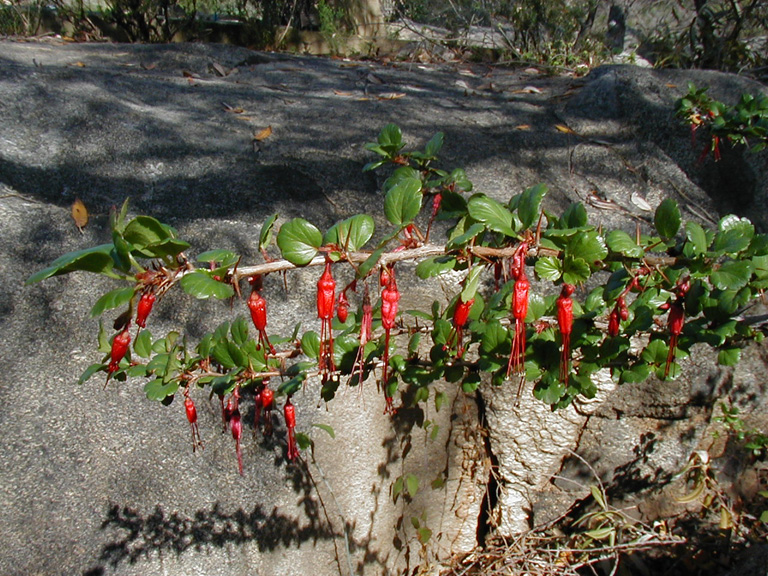 Ribes speciosum