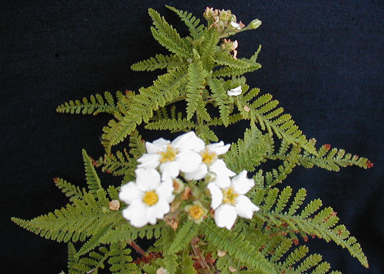 Chamaebatia australis