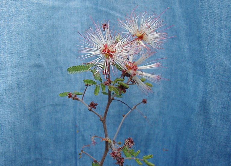 Calliandra eriophylla