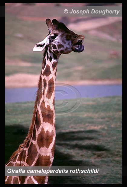 Giraffa camelopardalis rothschildi