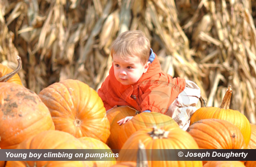 Young boy on pumpkins