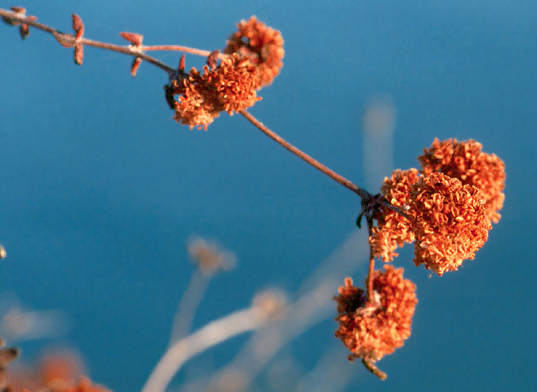 Eriogonum parvifolium Eriogonum parvifolium