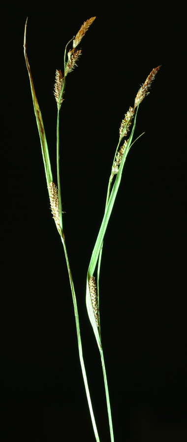 Carex lenticularis var. lipocarpa