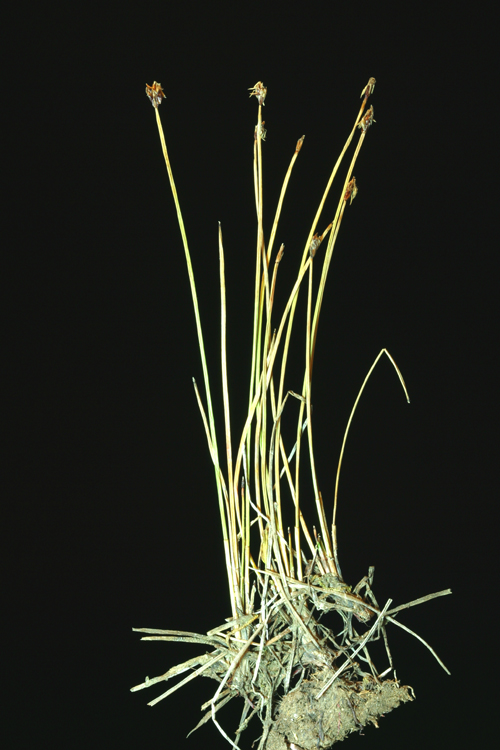 Eleocharis quinqueflora Eleocharis quinqueflora