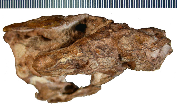 Kayentatherium wellesi