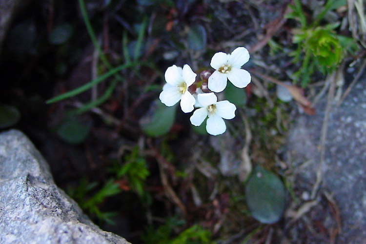 Cardamine bellidifolia var. pachyphylla