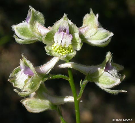 Delphinium californicum ssp. interius