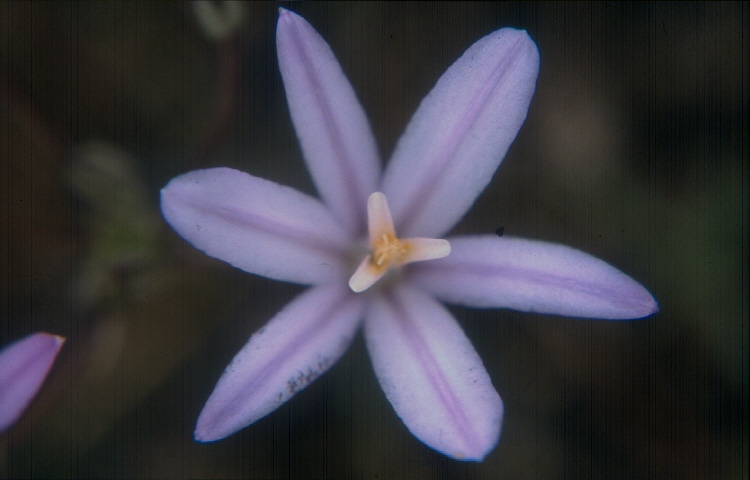 Brodiaea californica