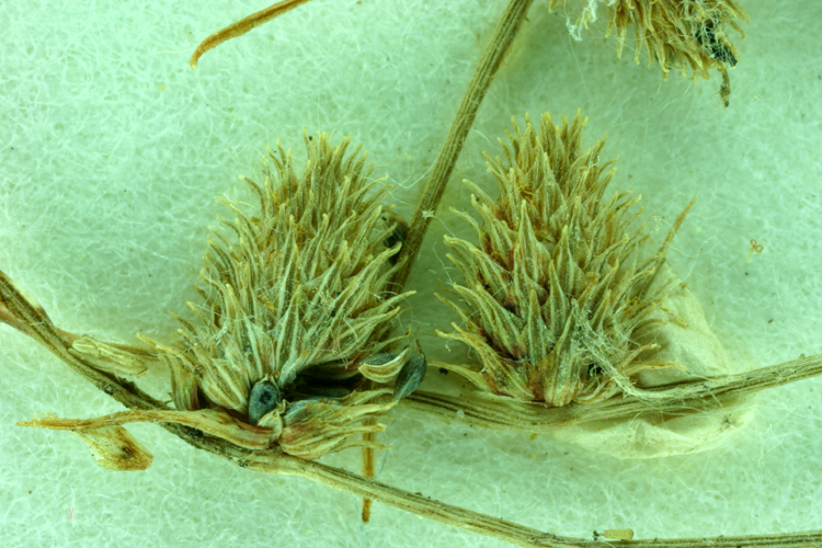 Lipocarpha aristulata