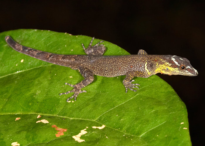 Gonatodes humeralis