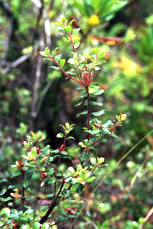 Arctostaphylos nummularia ssp. mendocinoensis