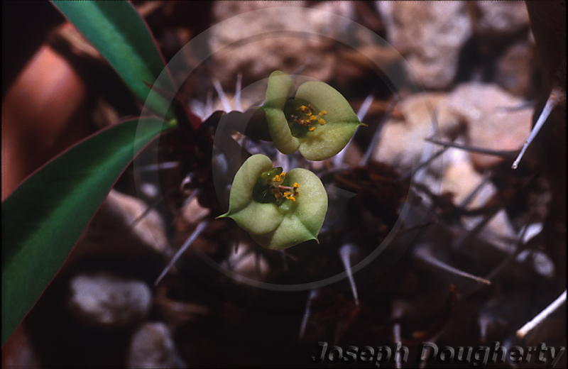 Euphorbia milii var. longifolia