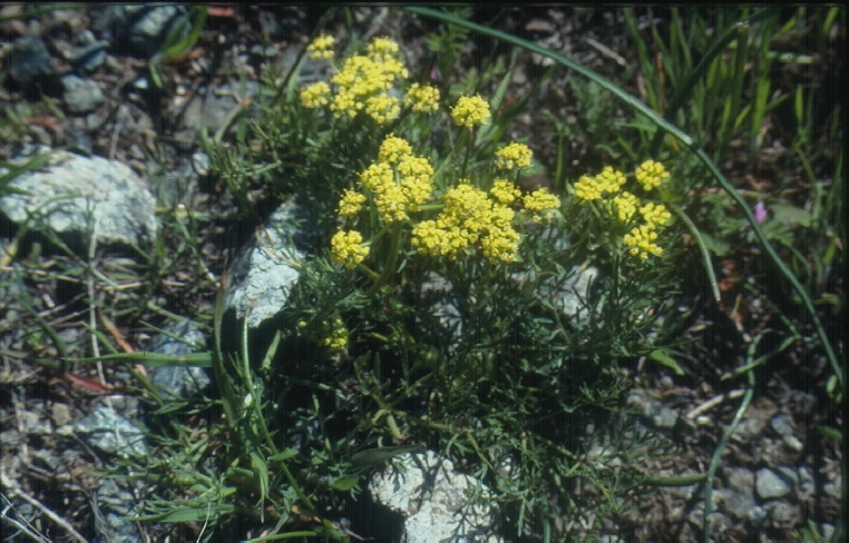 Lomatium utriculatum