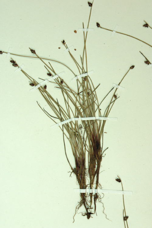 Isolepis cernua Isolepis cernua
