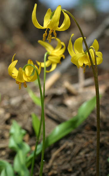 Erythronium pluriflorum Erythronium pluriflorum