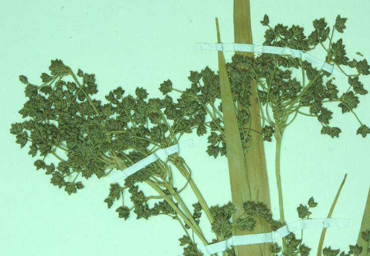 Scirpus microcarpus