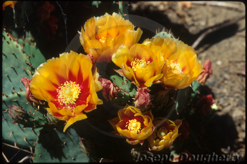 Opuntia sp. Opuntia sp.