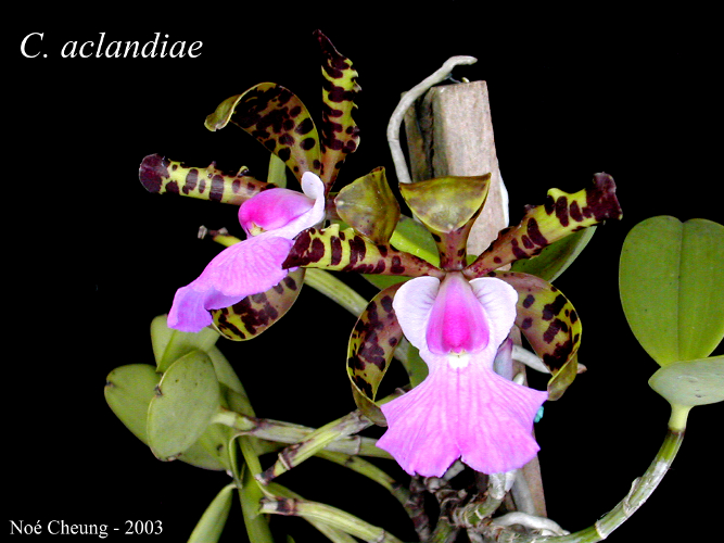Cattleya aclandiae Cattleya aclandiae