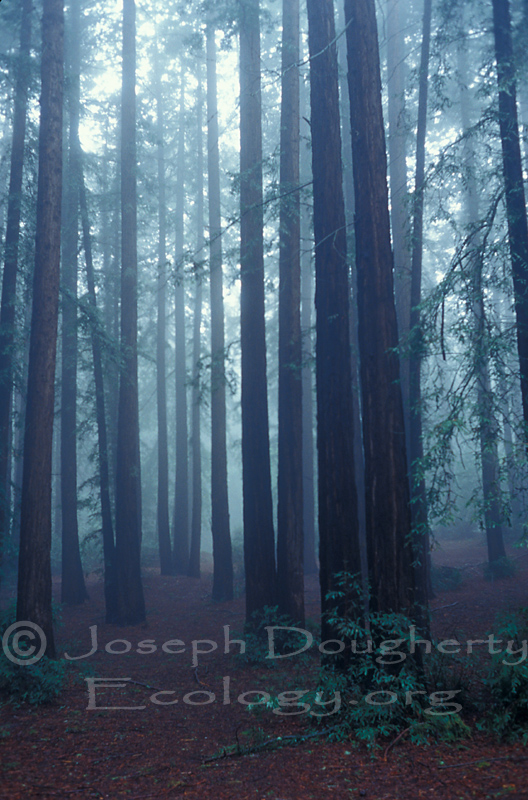 Fog and rain in Redwood Regional Park.