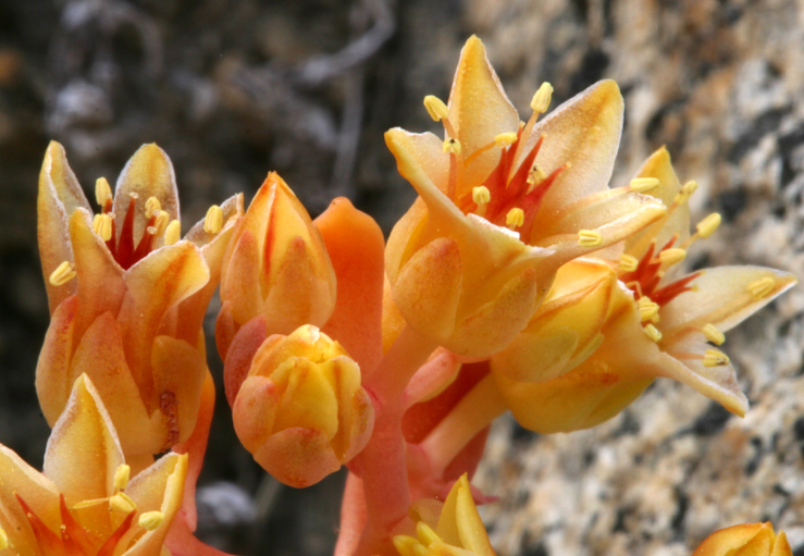 Sedum obtusatum
