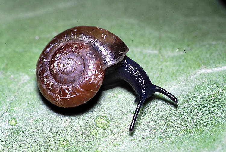 Aegopinella nitidula