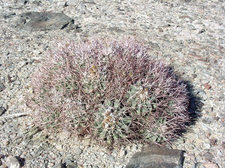 Echinocactus polycephalus