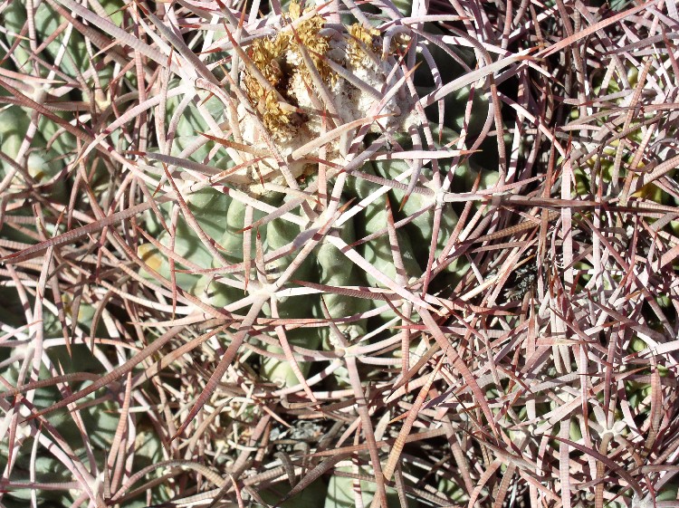 Echinocactus polycephalus Echinocactus polycephalus