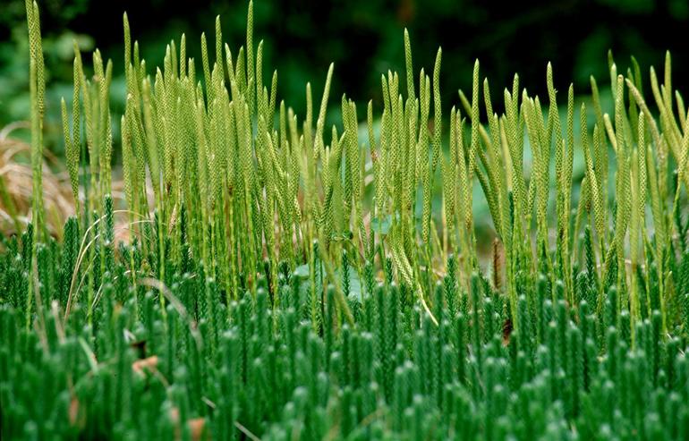 Lycopodium clavatum