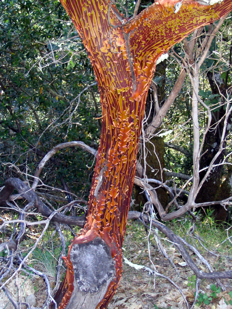 Arctostaphylos sp. Arctostaphylos sp.