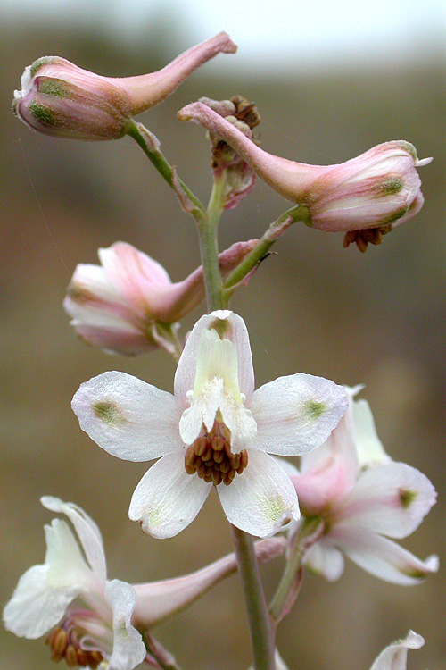 Delphinium gypsophilum ssp. parviflorum