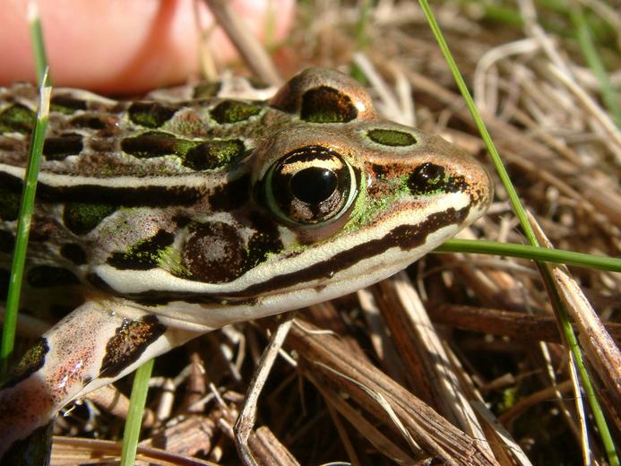 Rana pipiens Rana pipiens