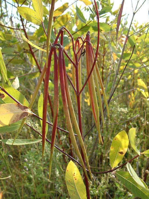 Apocynum cannabinum Apocynum cannabinum