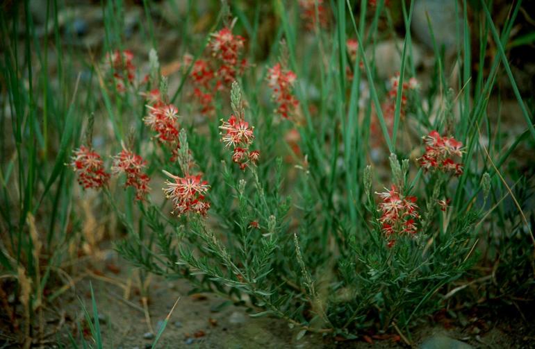 Oenothera suffrutescens Oenothera suffrutescens