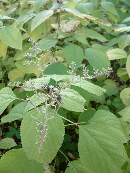 Laportea canadensis