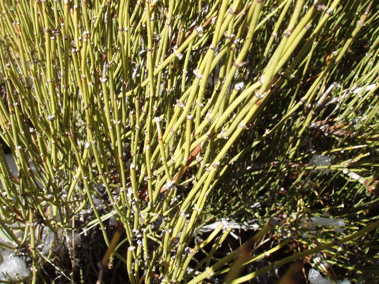 Ephedra viridis