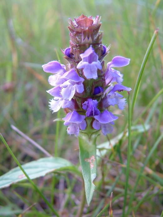Prunella vulgaris Prunella vulgaris