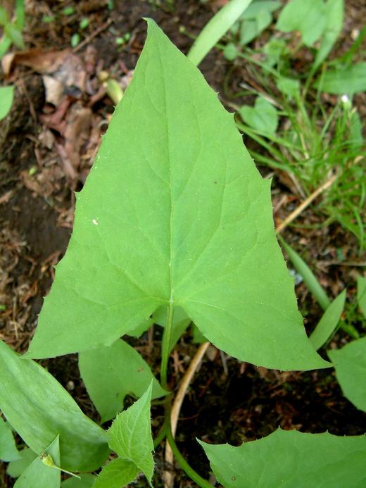 Prenanthes trifoliata Prenanthes trifoliata